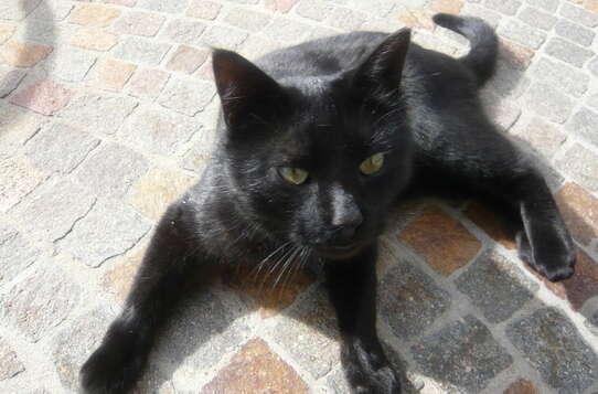 Amici degli animali Amici degli animali