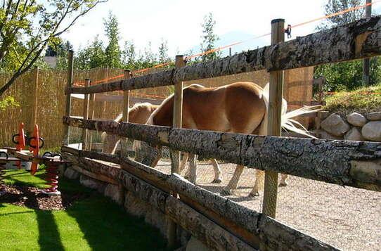 Amici degli animali Amici degli animali