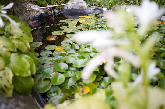 Garden & swimming pool Garden & swimming pool