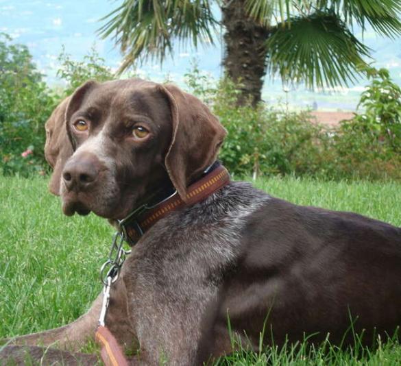 Pet friendly Pet friendly