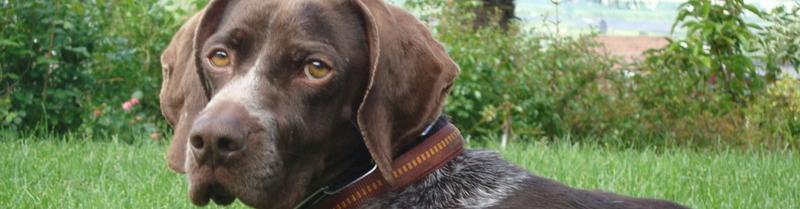 Pet friendly Pet friendly